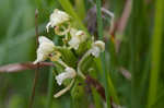 Small green wood orchid